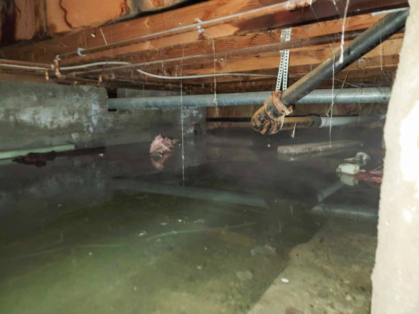 Best Flood damage cleanup  in Mason Neck, VA