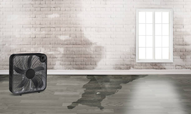 Best Mold removal after water damage  in Mason Neck, VA